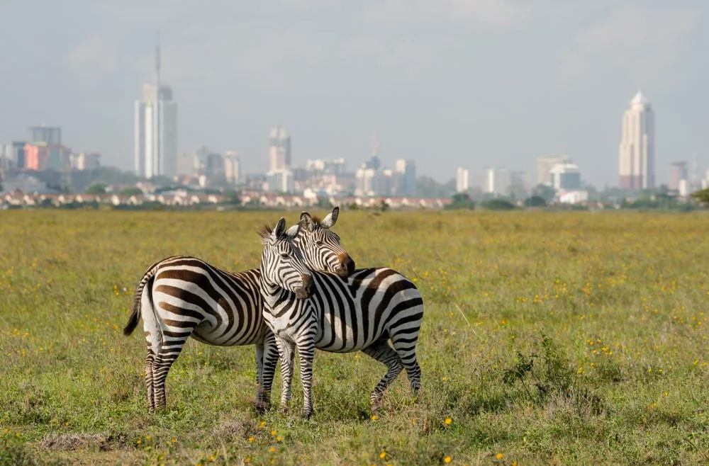 1-Day-Trip-Nairobi-Park
