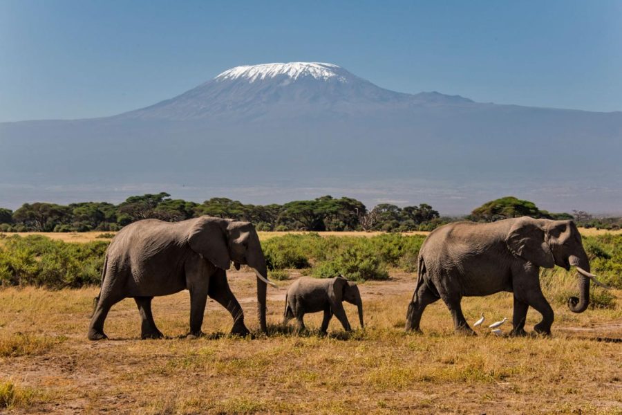 Amboseli National Park
