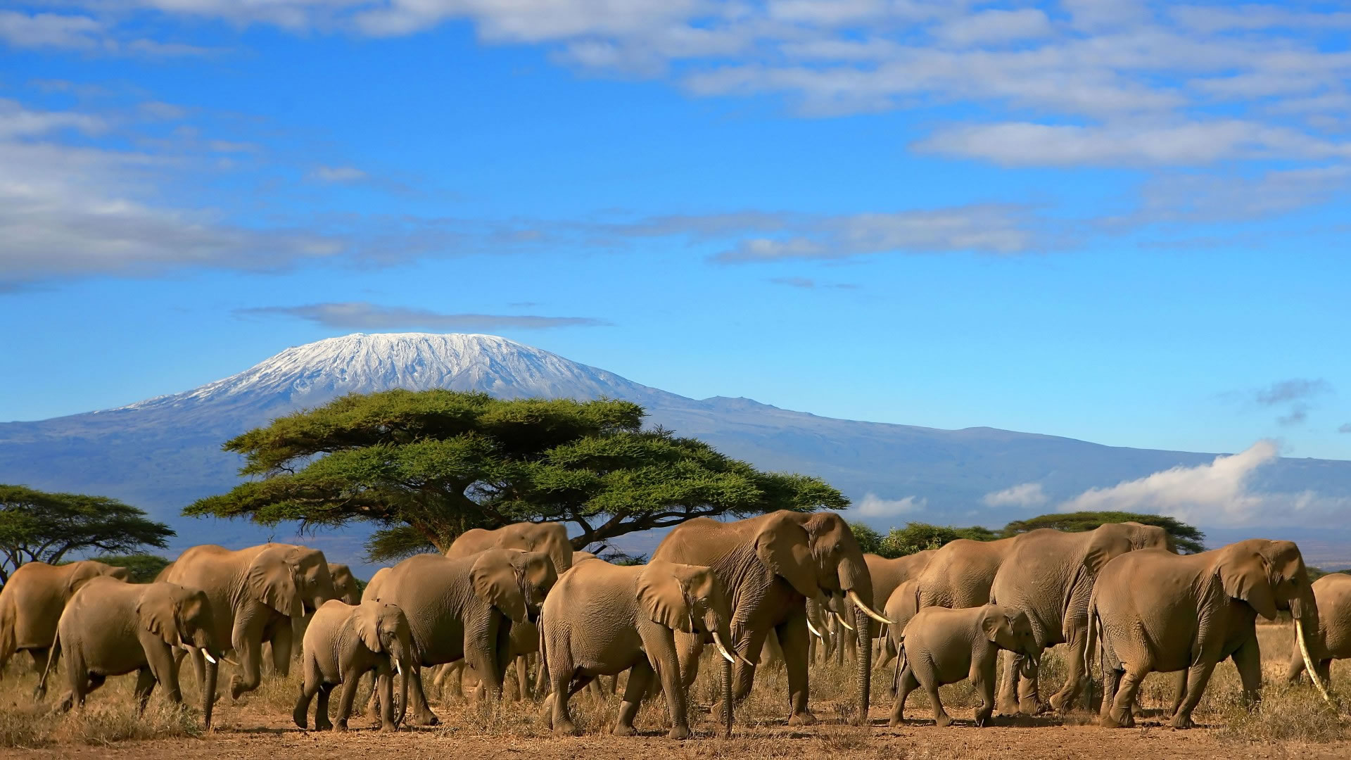 Amboseli-Park-Kenya