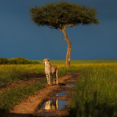Masai Mara Safari