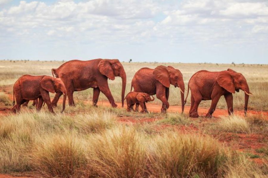 Tsavo East & West National Park