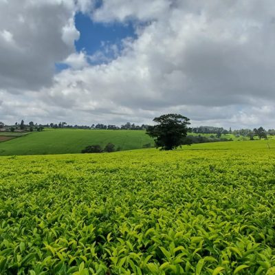 Tea & Coffee farm tours