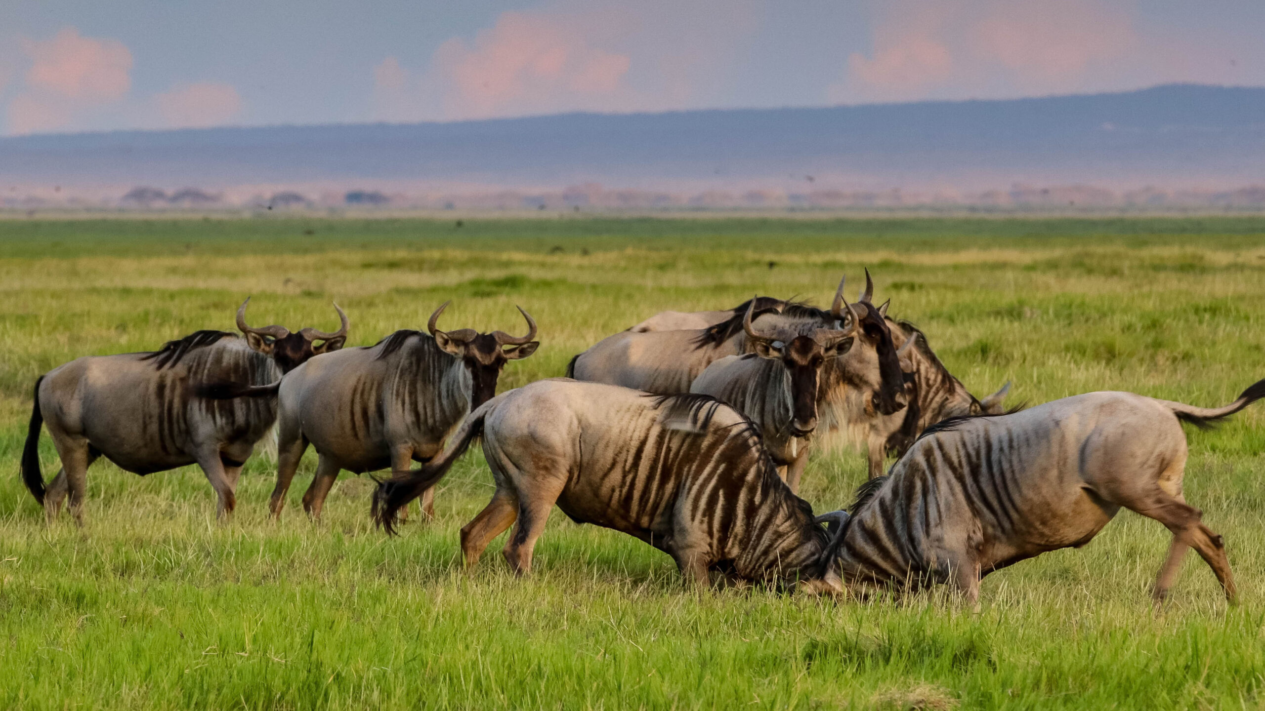 Wildebeest-Mara-scaled