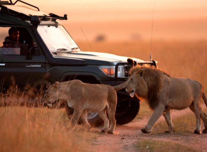 Wildlife Experiences