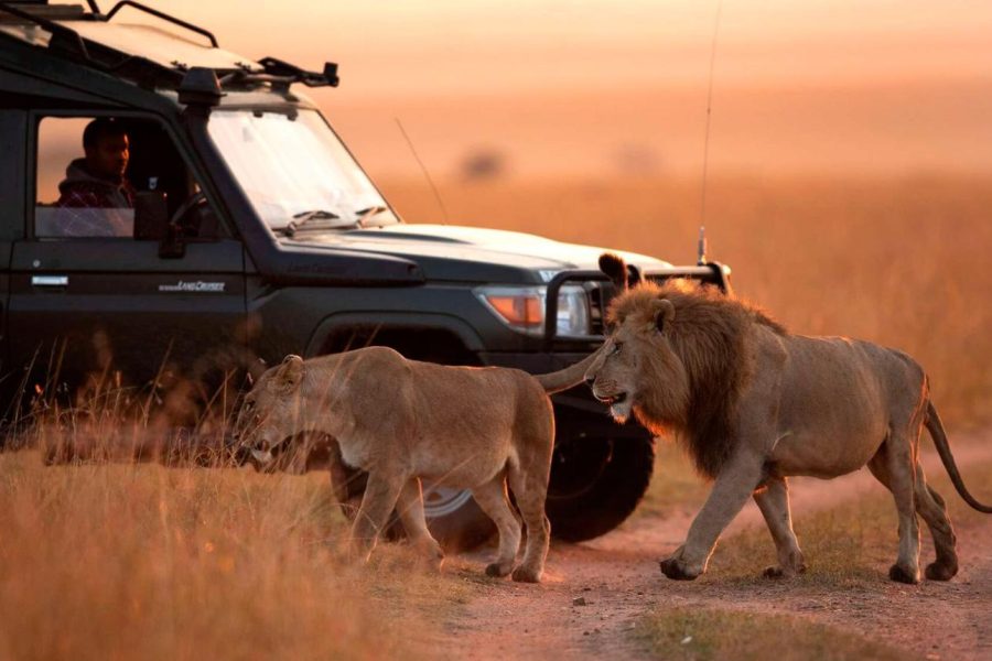 Wildlife Experiences