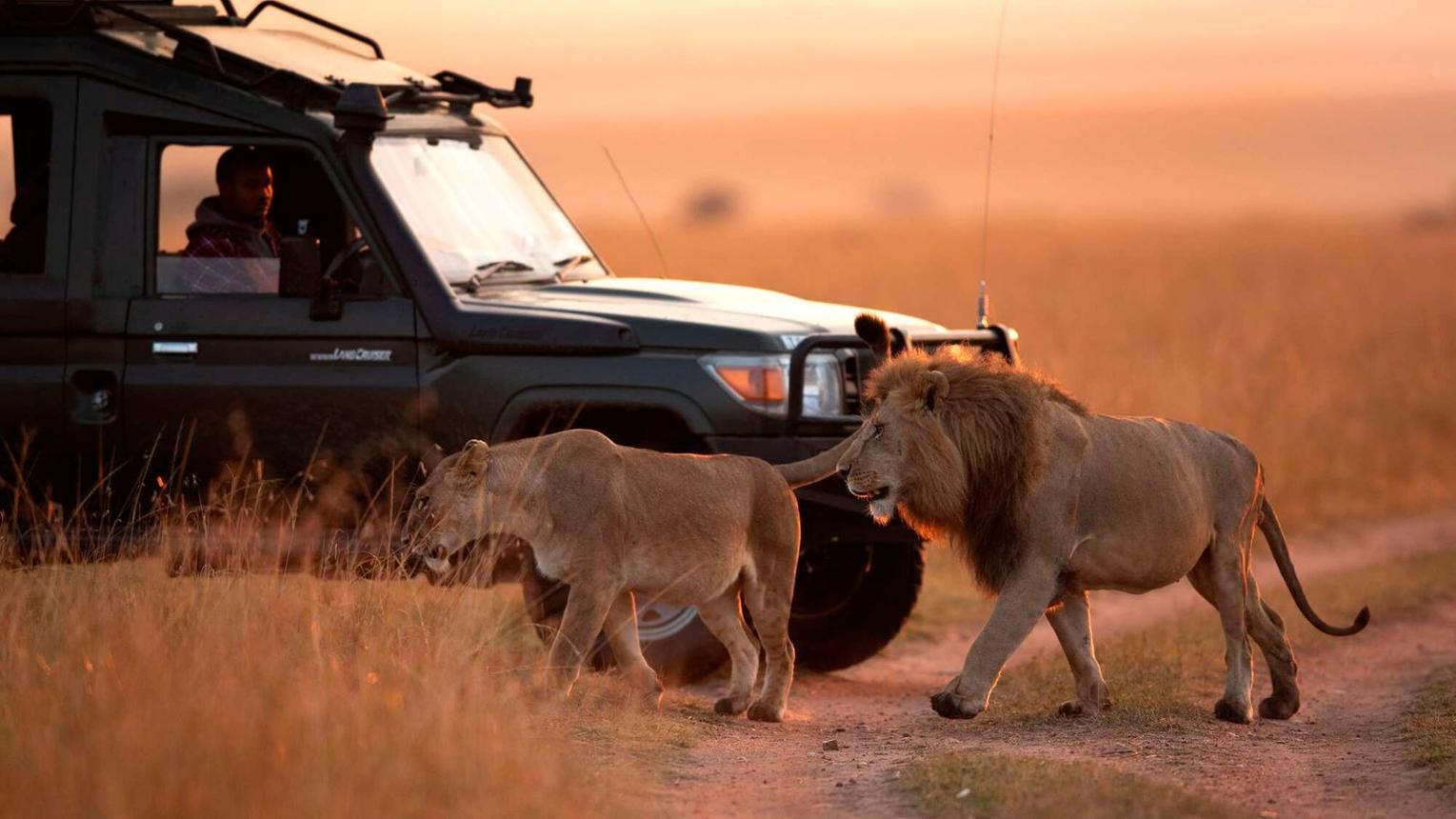 lion mara